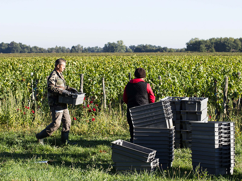 Pomerol hand harvest vineyard