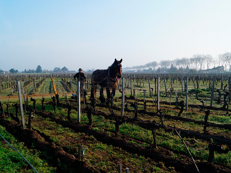 Pomerol traditional vineyard